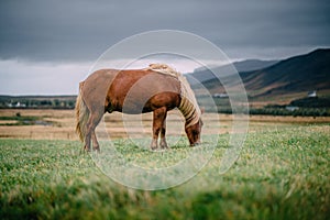 A brown Icelandic horse with a light mane stands on a green meadow.