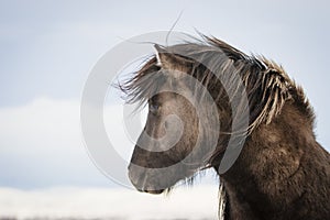 Brown Icelandic horse in the snow