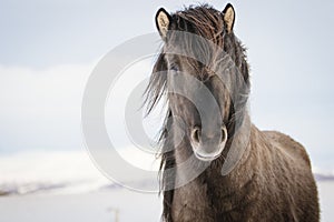 Brown Icelandic horse in the snow