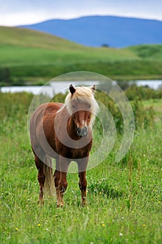 Brown icelandic horse standing in the grass, Myvatn, Iceland