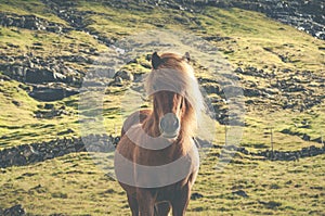 Brown icelandic horse standing on grassland in Faroe Islands