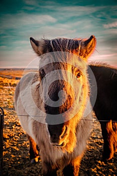 Brown Icelandic horse standing in a lush green field, its head held high