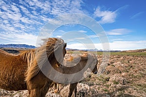 Brown Icelandic horses standing on grassy field in valley against blue sky