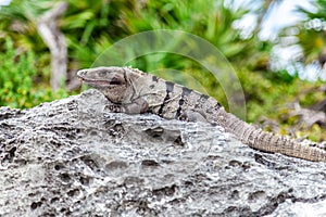 Brown Iguana Basks On Rocks