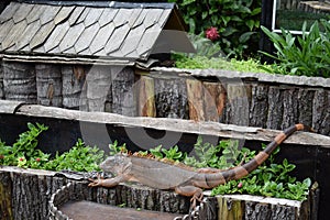 The big iguana in the cage