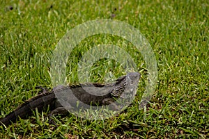 Brown Iguana in Green Grass and Looking Ahead on Sunny Day