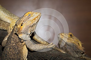 Brown iguanas