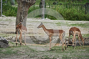 Brown impala antelopes standing on grassland