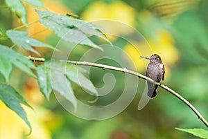 Brown Inca - Coeligena wilsoni