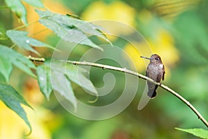 Brown Inca - Coeligena wilsoni photo