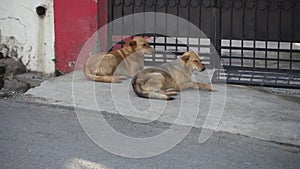 Brown Indian pariah stray dog couple sitting on a concrete road in India. Dehradun Uttarakhand India