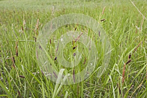 Carex flacca grass in bloom photo