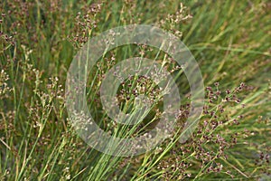 Juncus articulatus close up