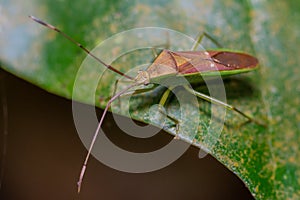 Brown insect on green leaf in forest