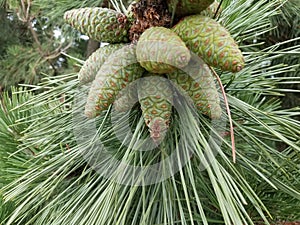 Brown insect on green pine cones and pine needles