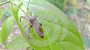 a brown insect that nestles on a green leaf