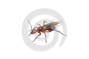 Brown insect on a white background