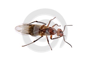 Brown insect on a white background