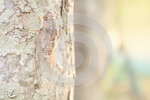 Brown insects on trees And pattern.