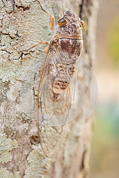 Brown insects on trees And pattern.
