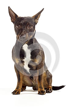 Brown jack russel terrier sitting and looking cute to the camera