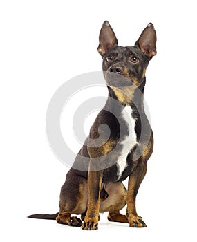 Brown jack russel terrier sitting and looking up