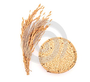 Brown jasmine rice seeds and ear of rice isolated on a white background.top view,flat lay