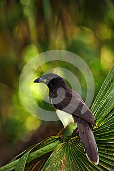 Brown Jay, Cyanocorax morio, bird from green Belize forest, in the tree nature habitat, light in the background