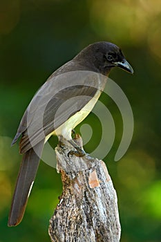 Brown Jay, Cyanocorax morio, bird from green Costa Rica forest, in the tree habitat