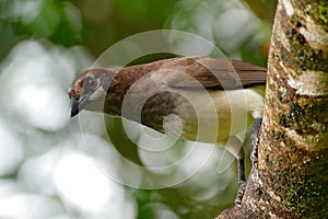 Brown Jay, Cyanocorax morio, bird from green Costa Rica forest, in the tree habitat. Detail of tropic bird.