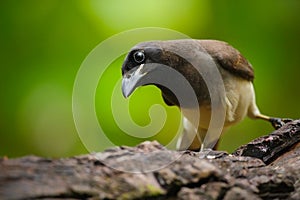 Brown Jay, Cyanocorax morio, detail portrait of bird from green Costa Rica forest, in the tree habitat