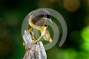 Brown Jay, jungle forest. Brown Jay, Cyanocorax morio, bird from green Costa Rica forest, in the tree habitat. Detail of tropic bi