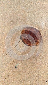 Brown Jellyfish