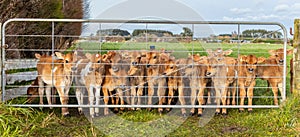 Brown Jersey Calves Behind Steel Gate