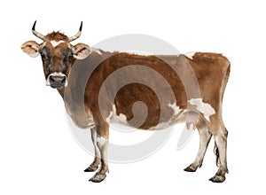 Brown Jersey cow (10 years old)