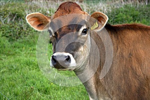 Brown jersey cow