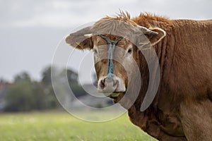 Brown jersey cow horned, with horns and a blue rope and a ring in his nose.