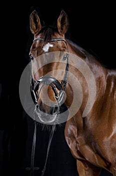 Brown jumping horse against black background