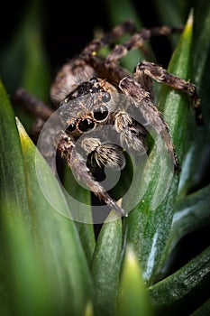 A brown jumping spider on the nice green plant