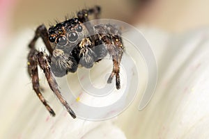 A brown jumping spider on the nice white plant