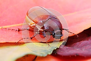Brown June Beetle phyllophaga photo