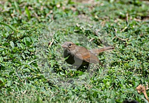 Brown juvenile Barbados bullfinch or loxigilla barbadensis sitting on grass