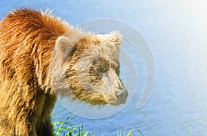 Brown Kamchatka bear on the shore of the Kuril Lake on sunlight