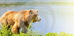 Brown Kamchatka bear on the shore of the Kuril Lake on sunlight