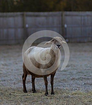 Brown Katahdin sheep with frost on its back