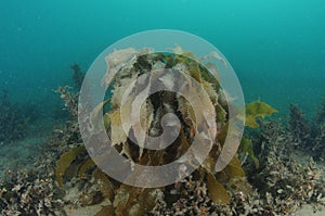 Brown kelp among other sea weeds