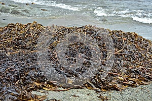 Brown kelp rotting on sea shore