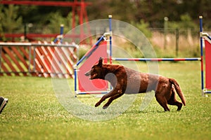 Brown kelpie in agility race on Ratenice competition.