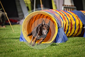 Brown Kelpie in agility tunel on Ratenice competition