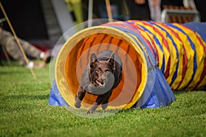 Brown Kelpie in agility tunel on Ratenice competition